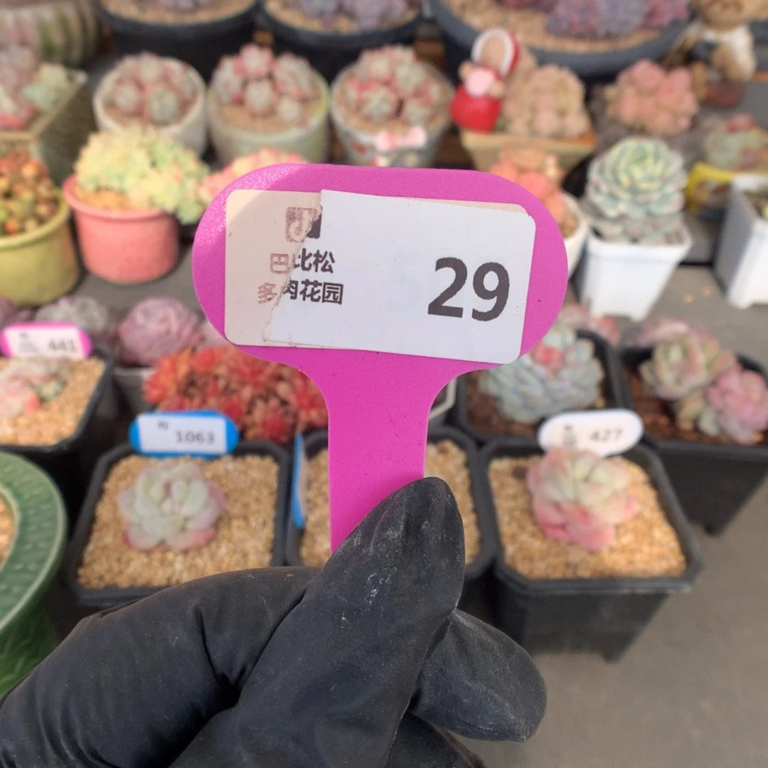 29 冰玉石化盲盒拍