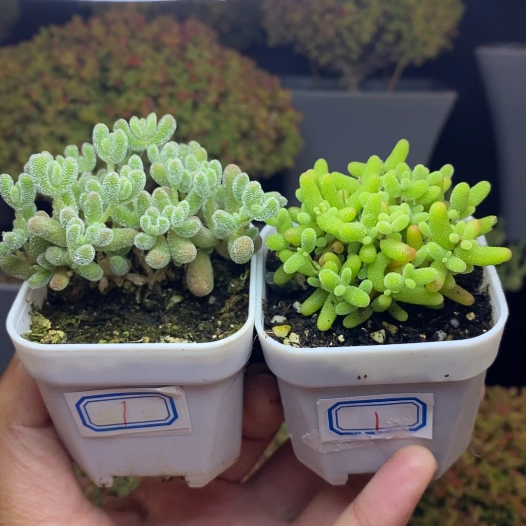 无花朵1号冰晶、蜜橘糖球（2颗）