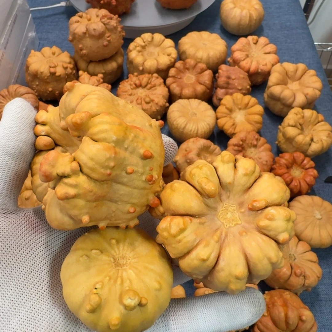 乐***玩葫芦墨西哥七彩疙瘩葫芦手把件
