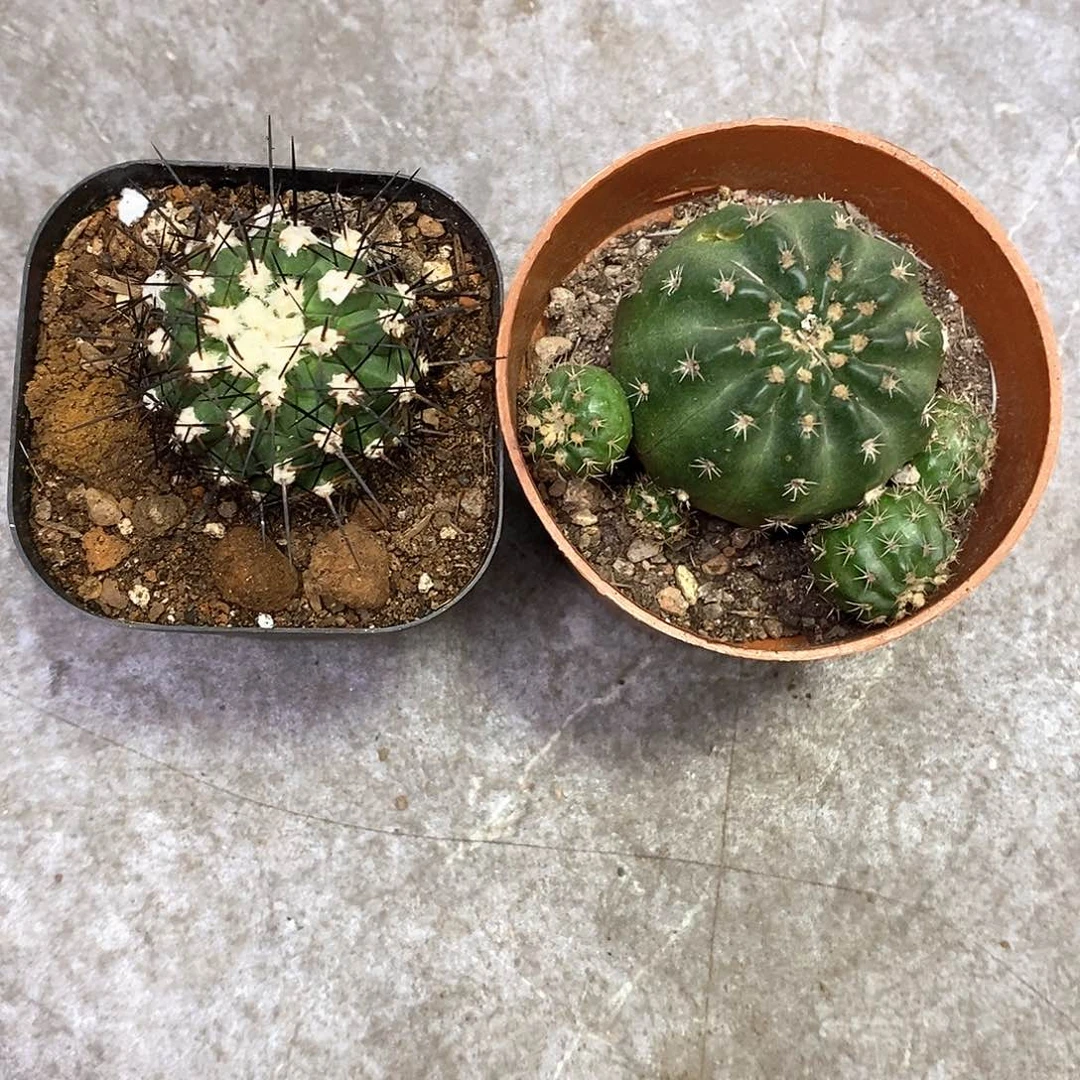 ℒ****一物一拍二棵仙人球