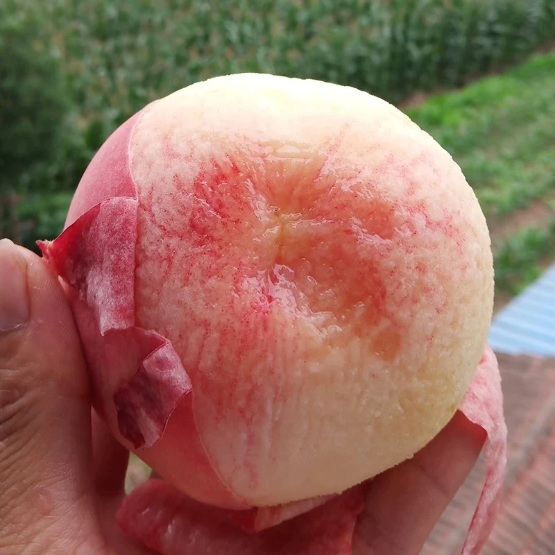 【京东空运】龙泉驿水蜜桃 净果2/4斤礼盒装 软甜爆新鲜水果