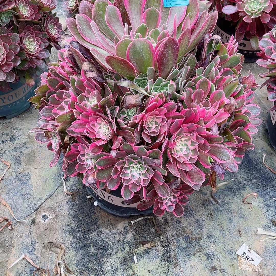 平**水多肉植物男神572