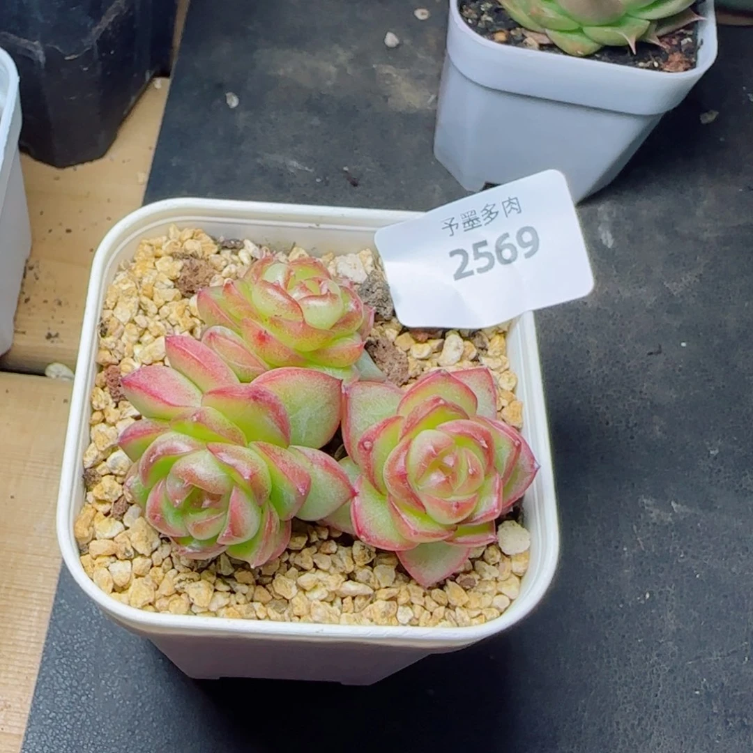 浅沙云，2569多肉植物