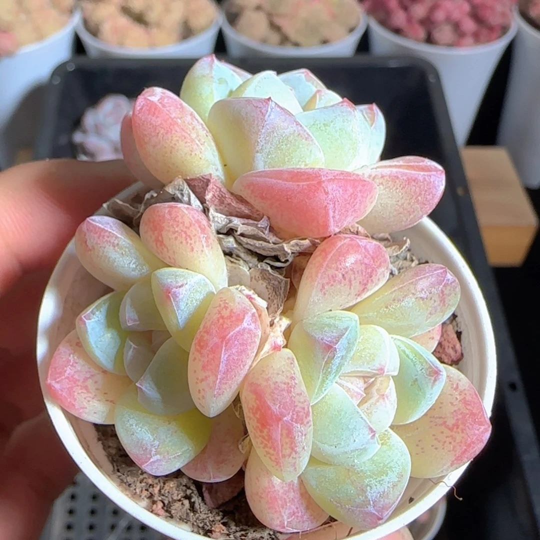 多肉1223-188冰玉三头