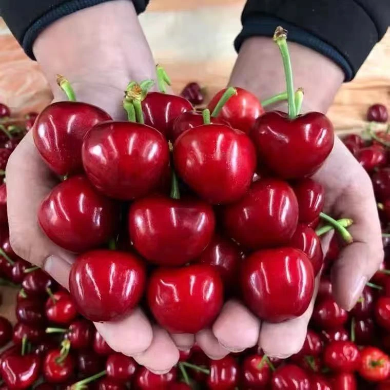 【次日达】大连美早樱桃J-5J(买2斤送一斤）净重2.5以上 中大果头茬应季1.5～2.5斤今天拍明天到新鲜水果美早