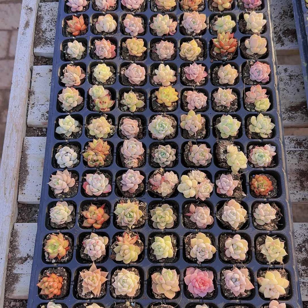 直播一物一拍多肉58