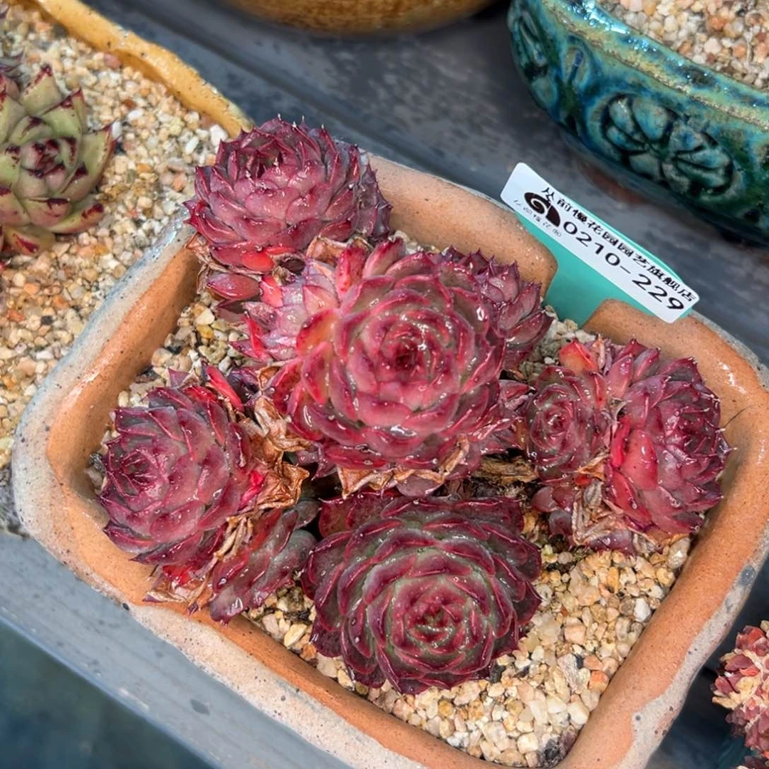 多肉一物一拍0210-229