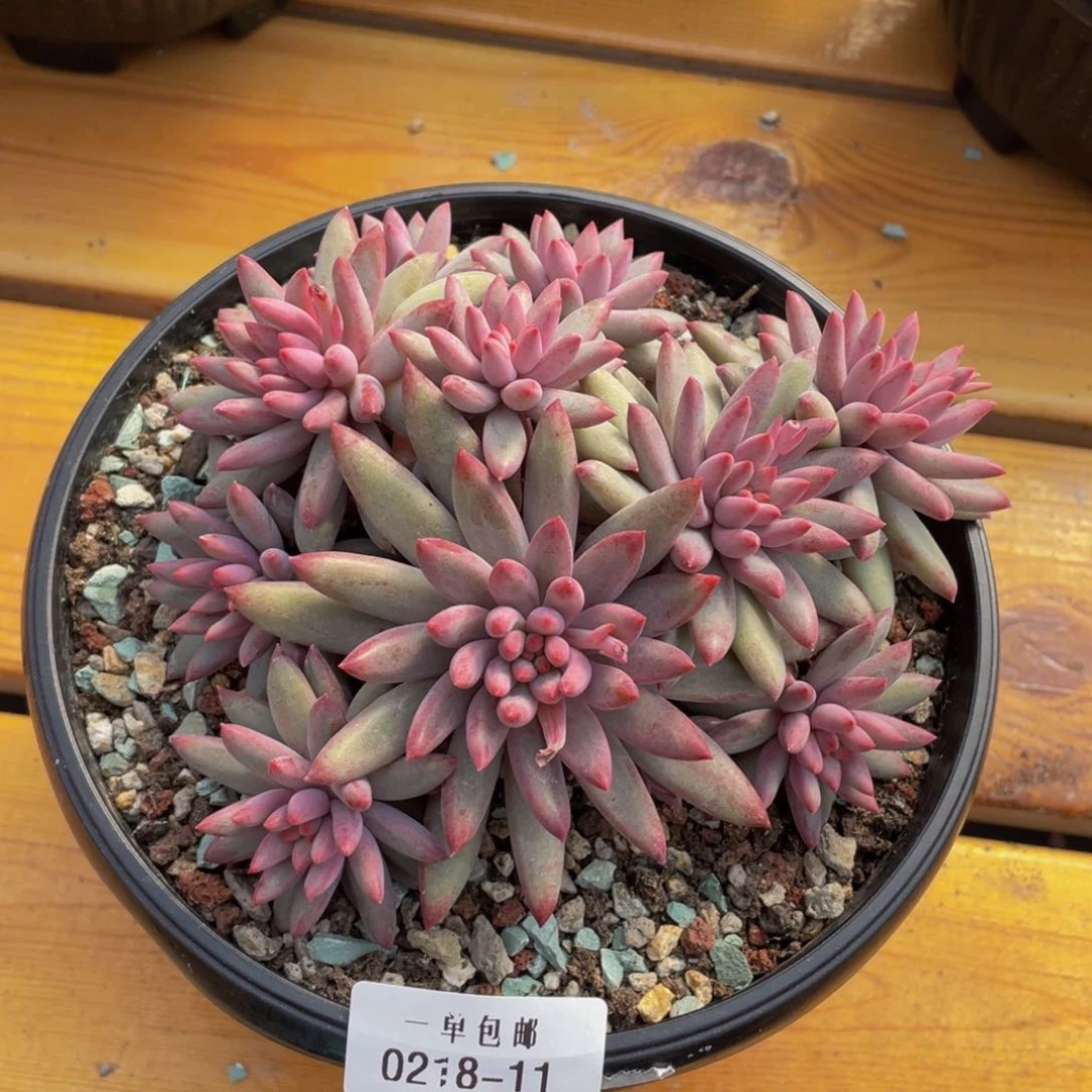 0218-11-虞美人。。。。。。