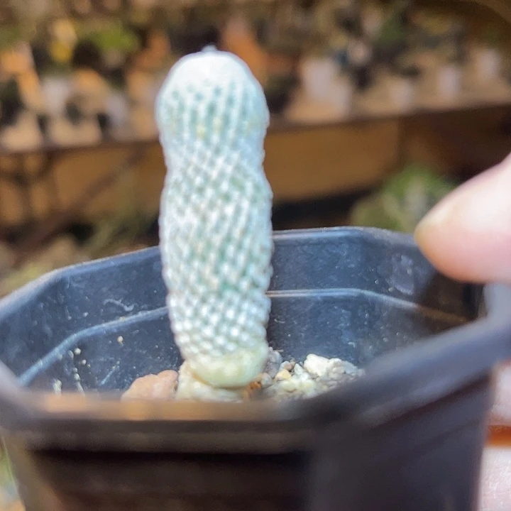 实生精巧殿仙人球