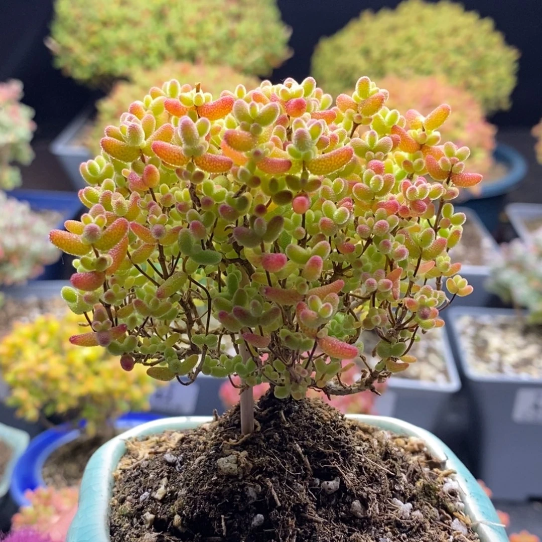 824蜜橘糖球 。