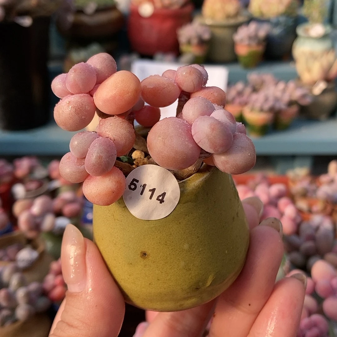 5114水光腰子蛋带盆土