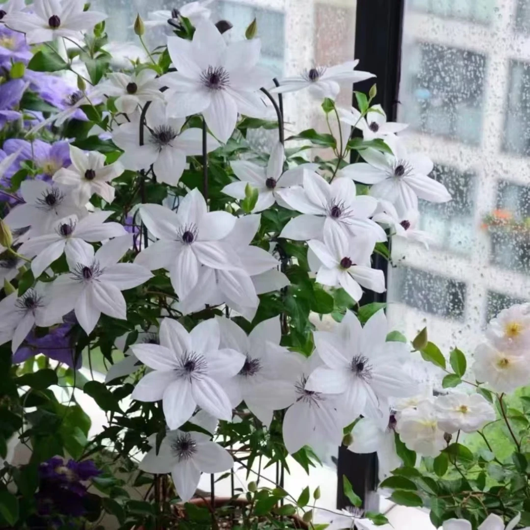 【规子】f系铁线莲四季开花爬藤植物重瓣大花庭院阳台藤本攀援盆栽