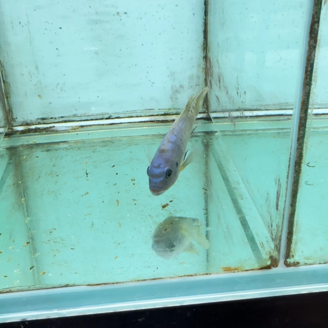 慈鲷包子斑马1442。