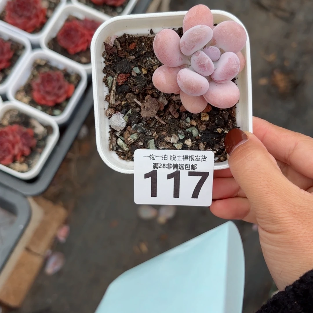龙***儿橙雪球无盆土发货