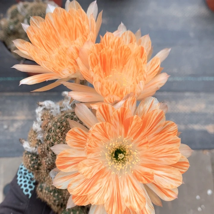 348 自根9厘米盆