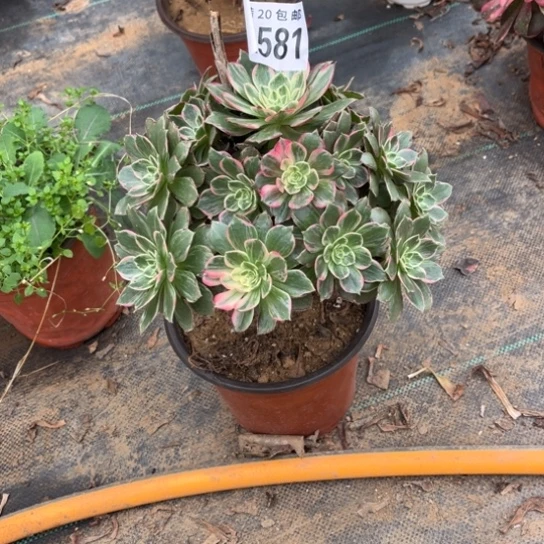 581万花筒不包断枝