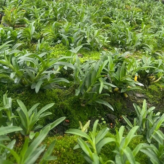 米斛人工驯化种苗