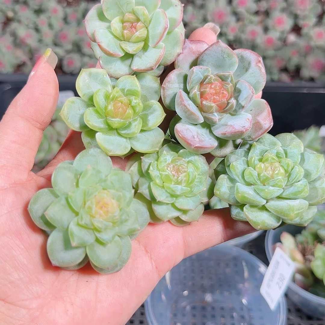 0923---230糖心珍妮