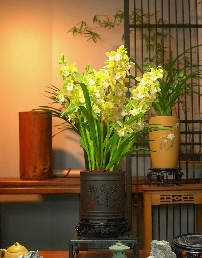 蕙兰铭品【翡翠香兰】 兰花带花苞 卧室阳台室内外好养盆栽