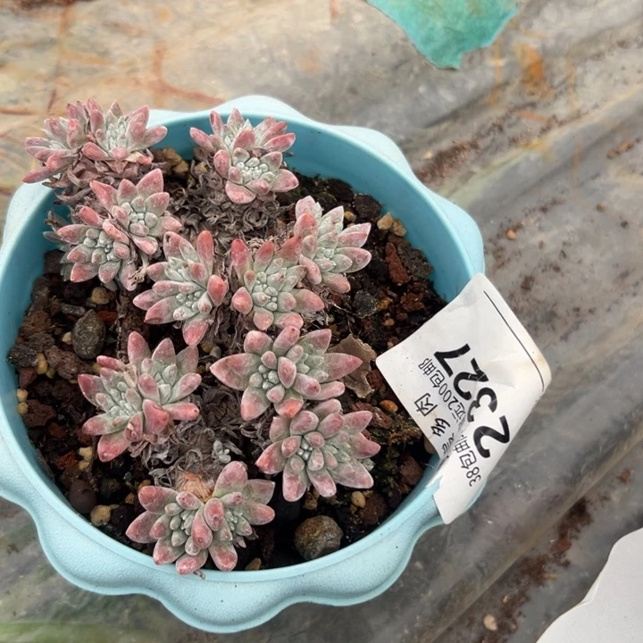 福利白菊～一物一拍就2327