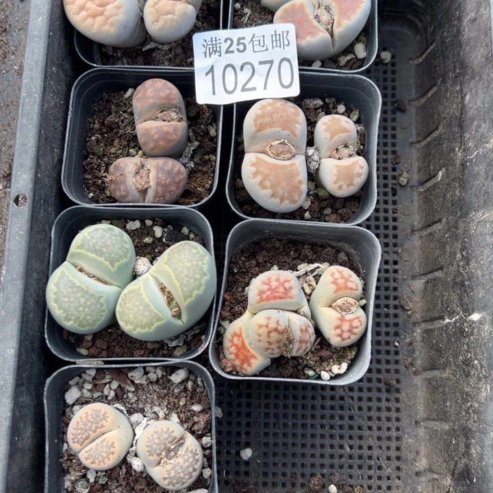 母本270，一物一拍