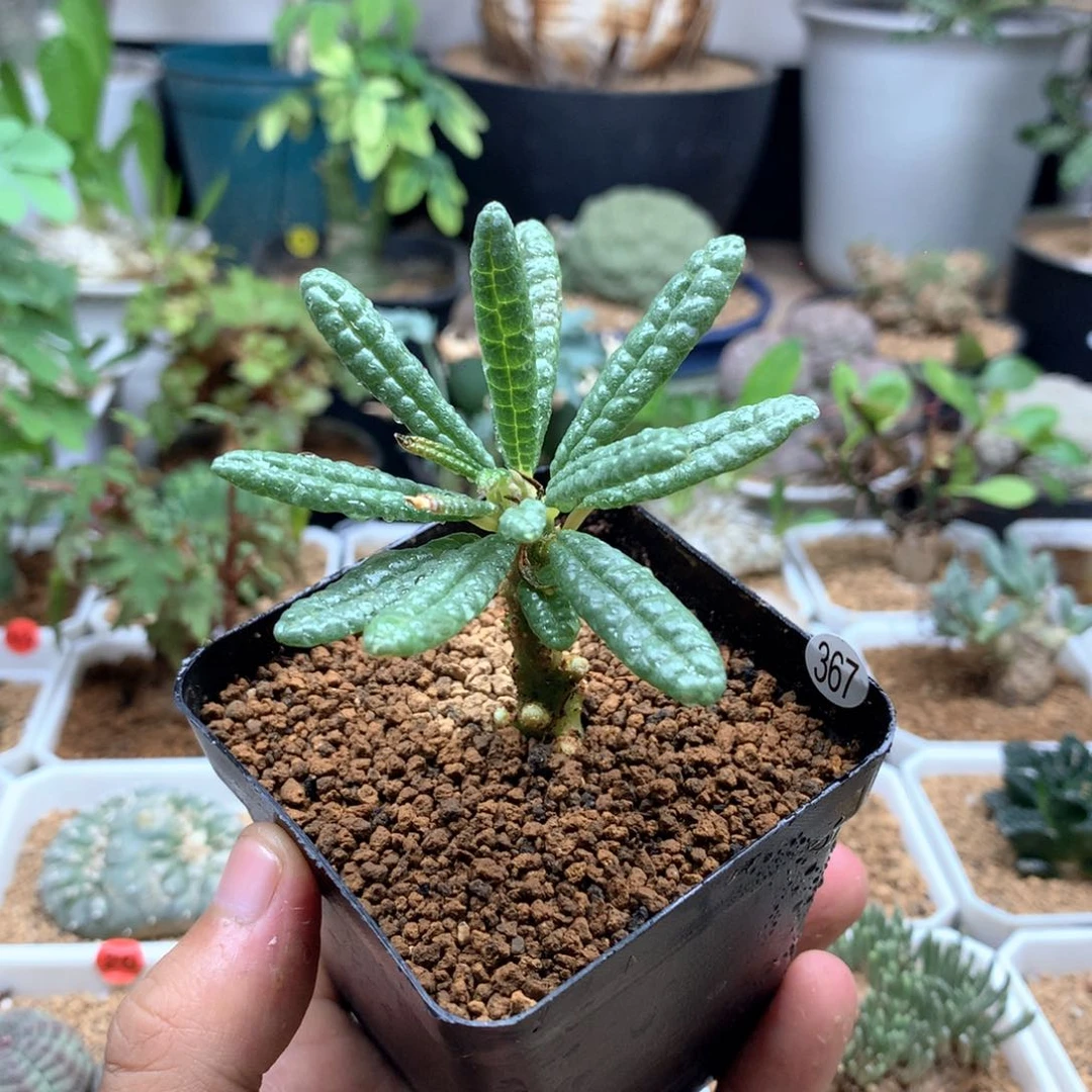 泡泡叶巨琉桑带盆发货