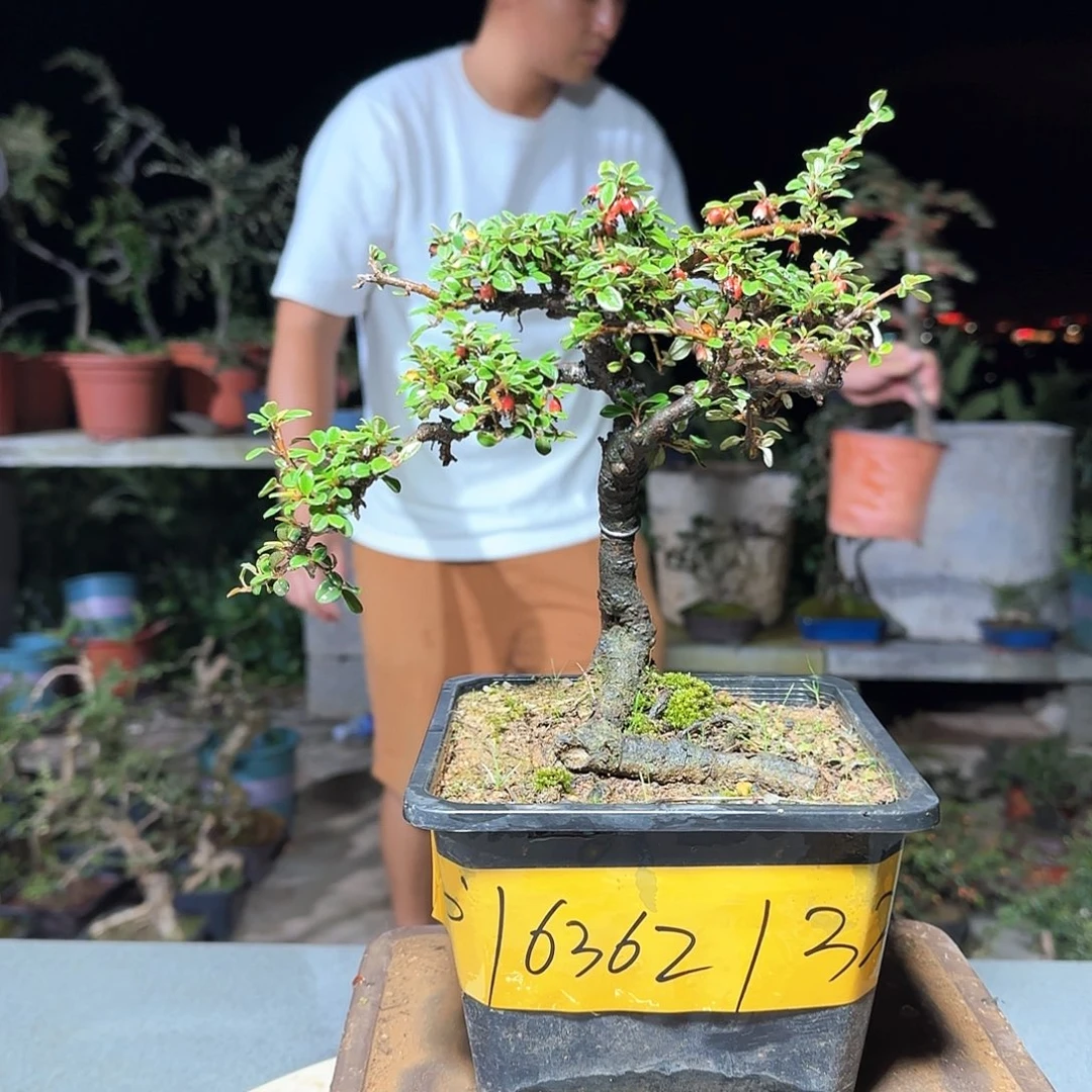 完全开放白花栒子