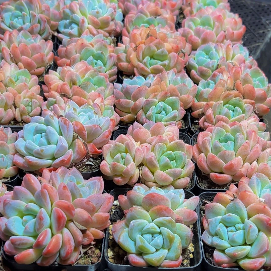 783多肉葡萄的价格是多少啊哈哈笑