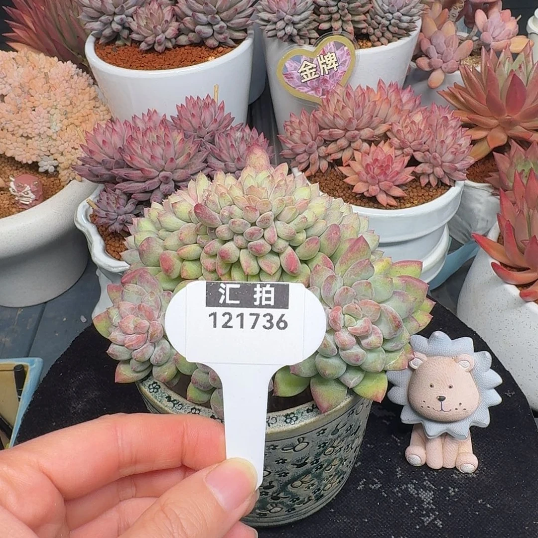 精品多肉植物121736