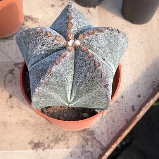 浅***凉一个大鸾凤玉仙人球