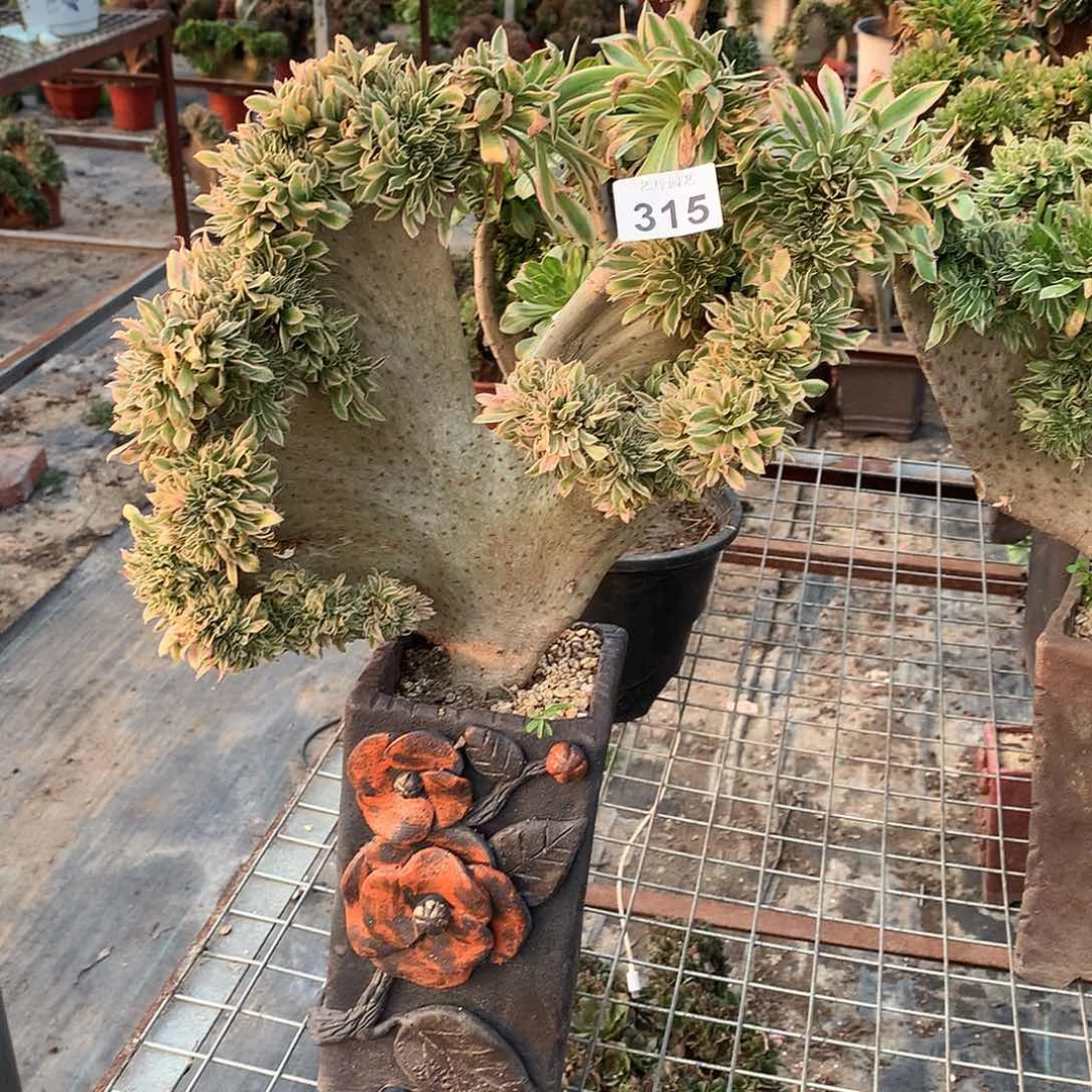 ?****?315微瑕夕颜缀化缀化