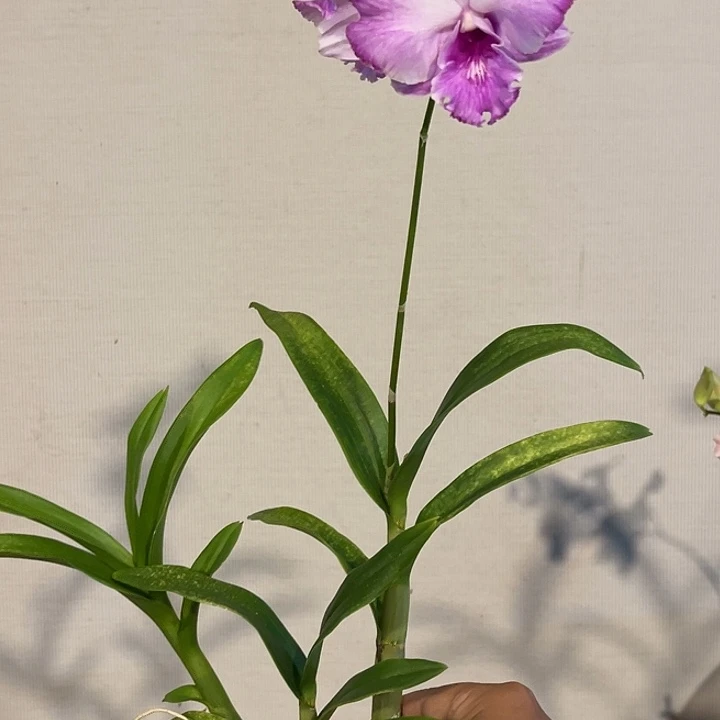 当前无花朵，栽培后可花朵开心就好中奖939