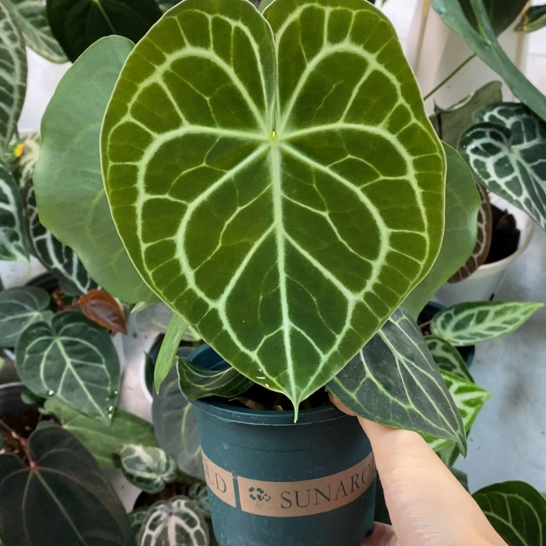 不开花植物密纹克莱恩籽播