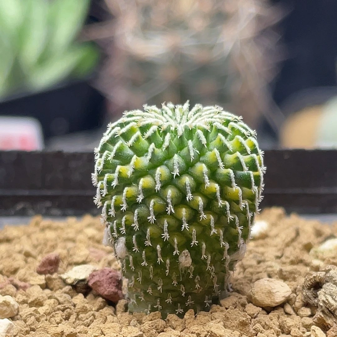 实生火花散斑刺缀精巧殿锦仙人球