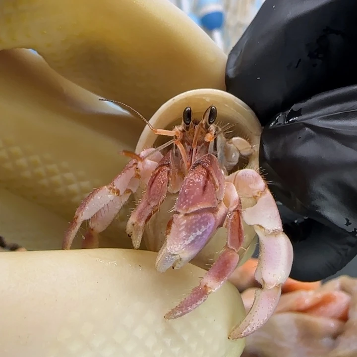 A15粉白 灰白1.3cm口径