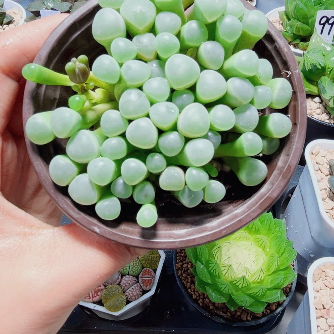 五十铃玉多肉植物6666