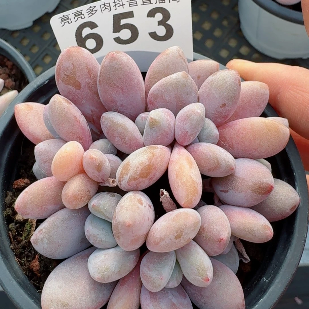 o****r粉兔群生         精品多肉