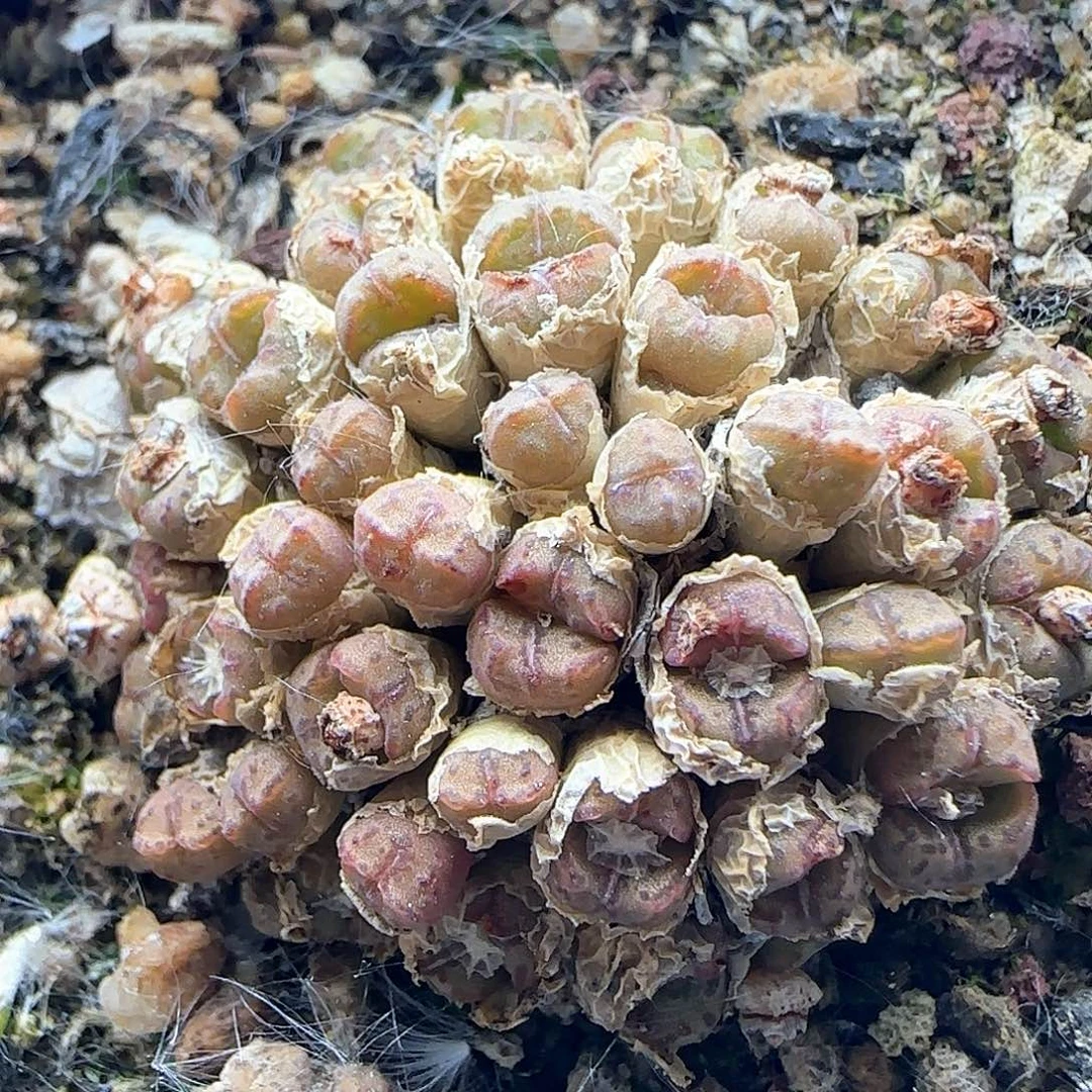 好看的杂交37468