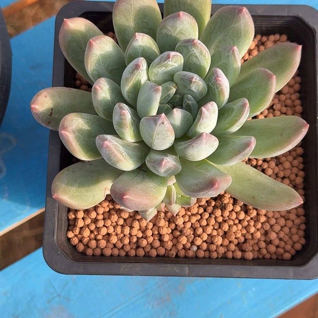 d***q多彩多肉植物寄养