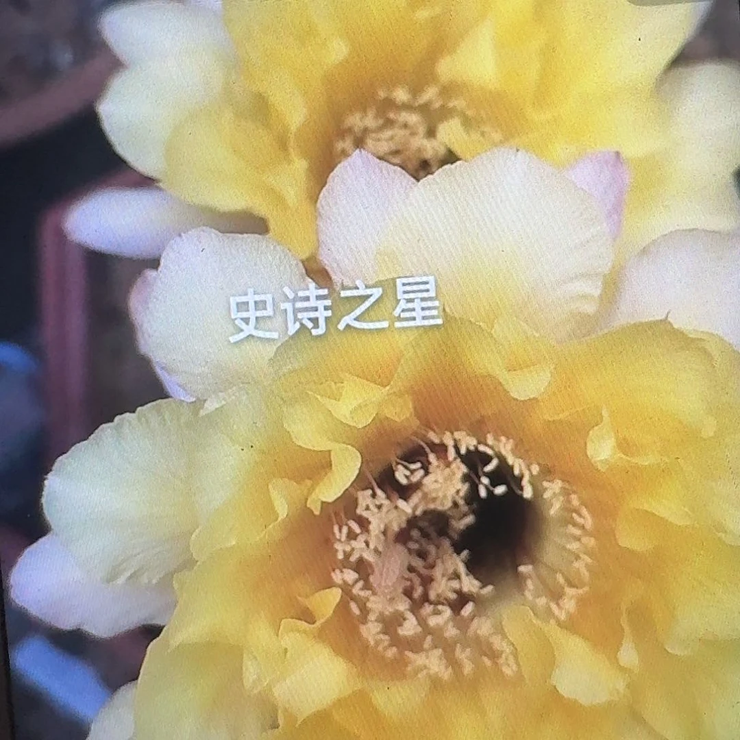 史诗之星带根高10公分毛花柱