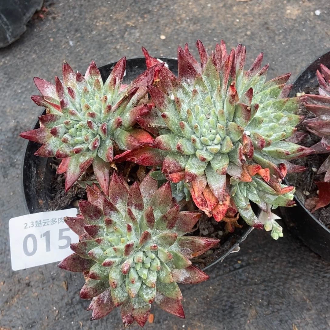015宽叶白雪多肉植物