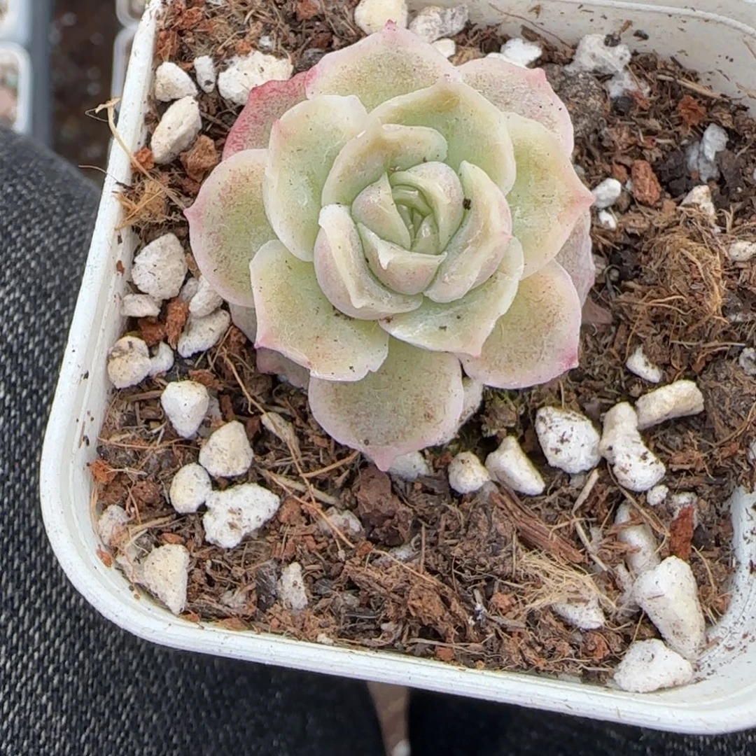 多肉小卡拉米糖心一物一拍