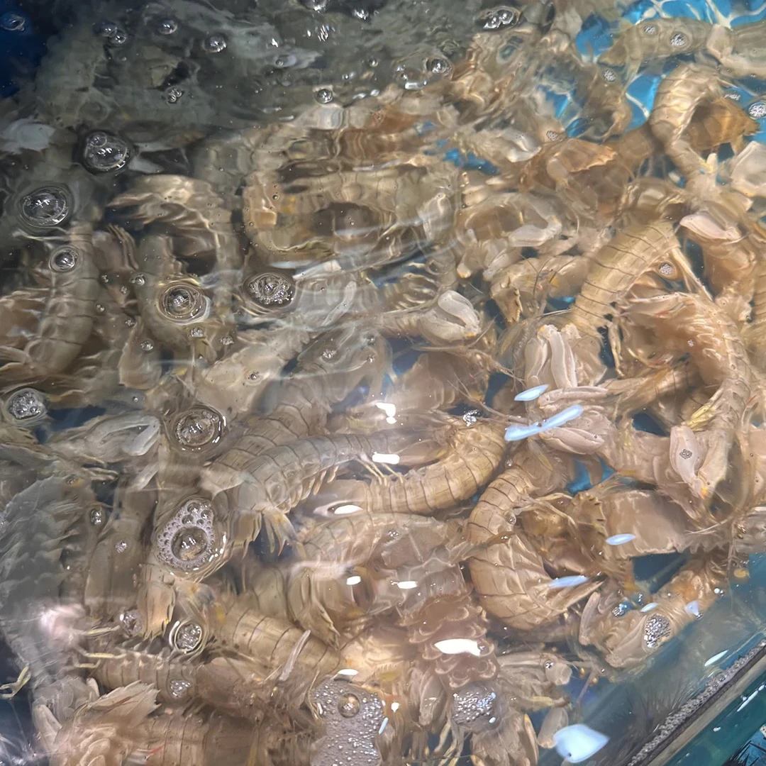 阿喜海鲜皮皮虾58/2斤（免费清蒸）