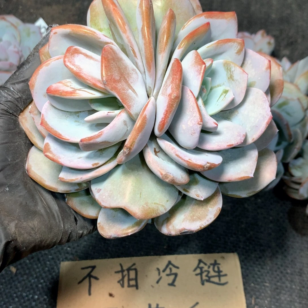 # 101 不拍冷链不售后