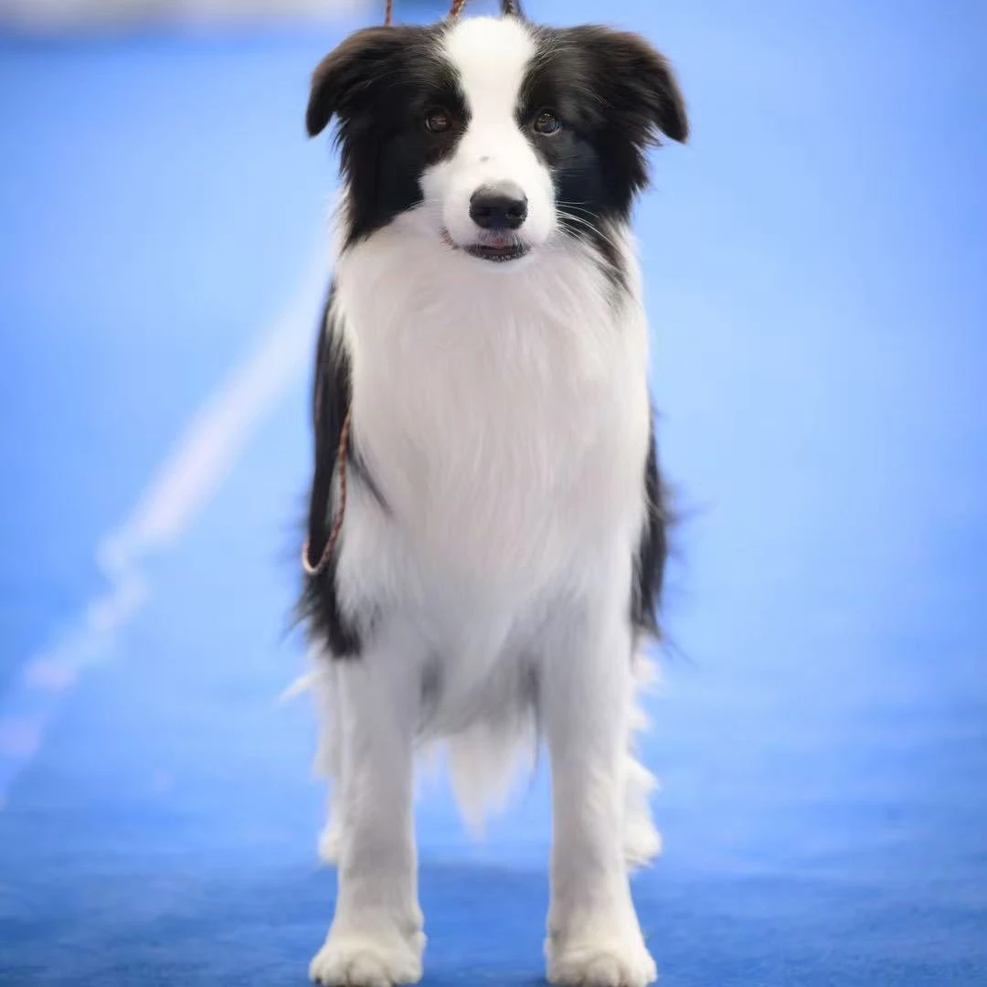 温州牧斓犬舍活体链接