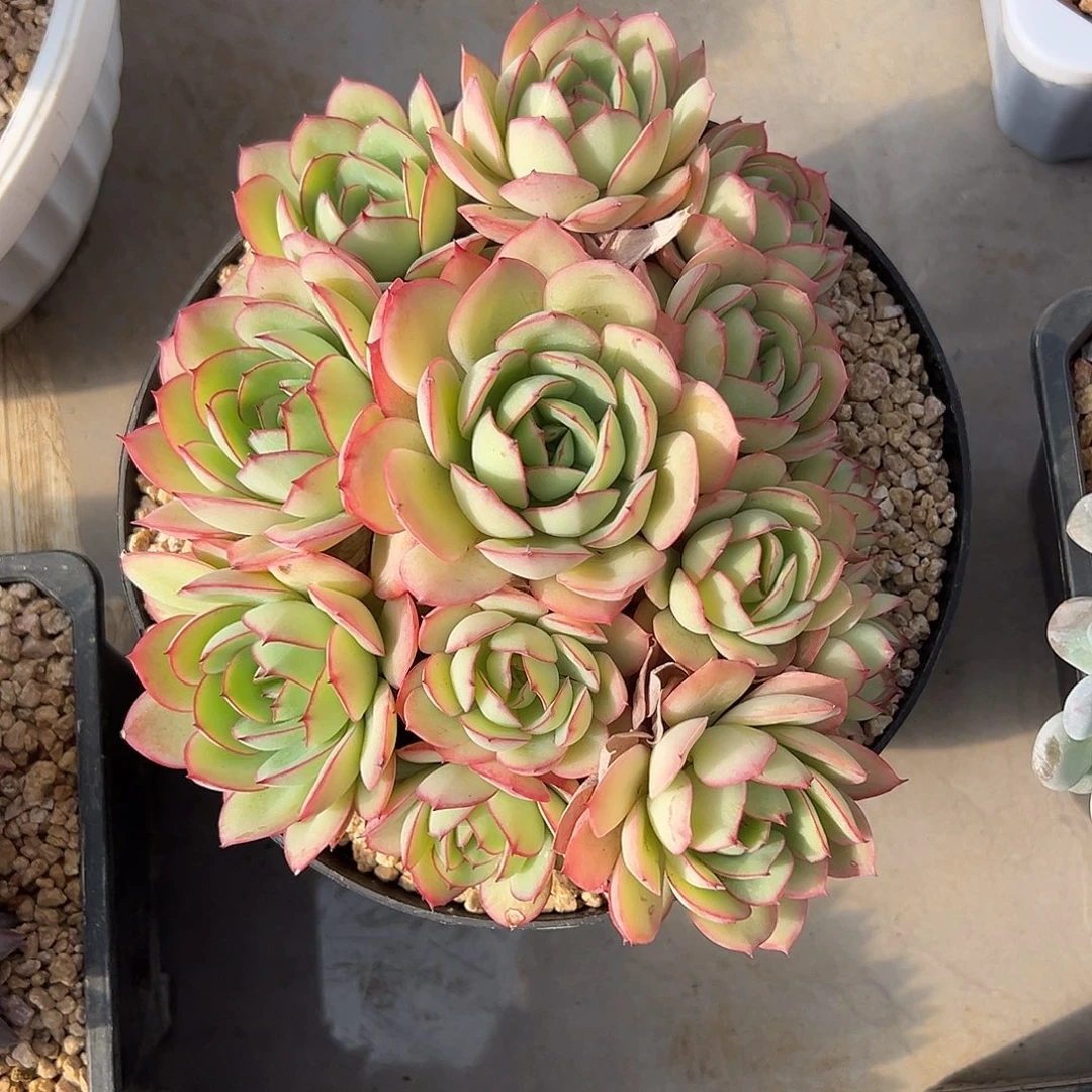 牡丹亭手捧多肉植物