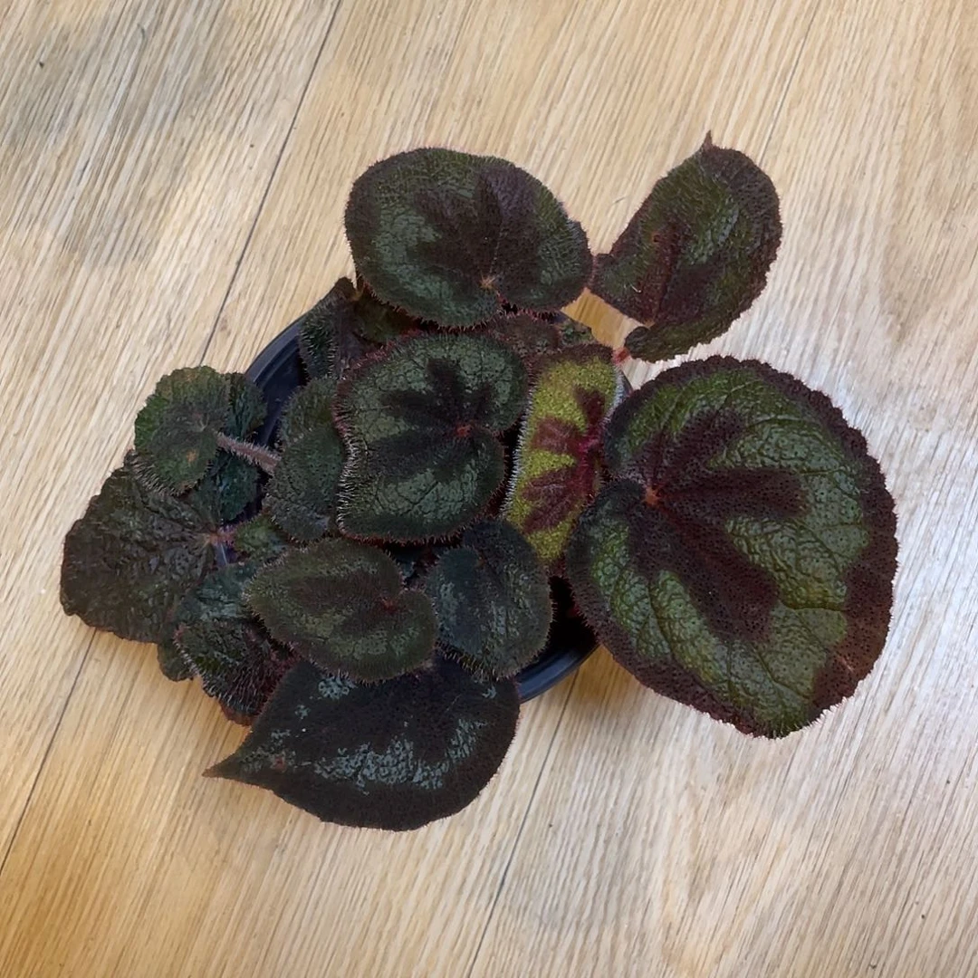 无花朵一口血秋海棠