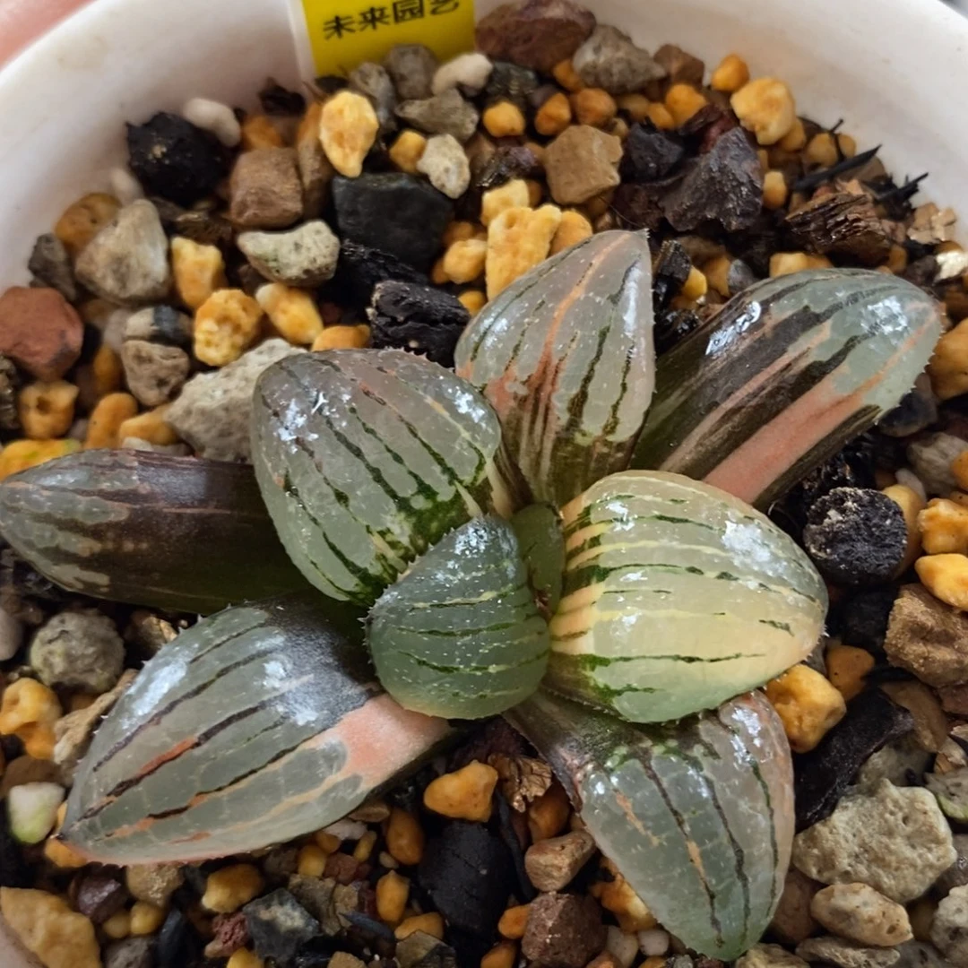 492丸叶亲之姬寿锦一物一图