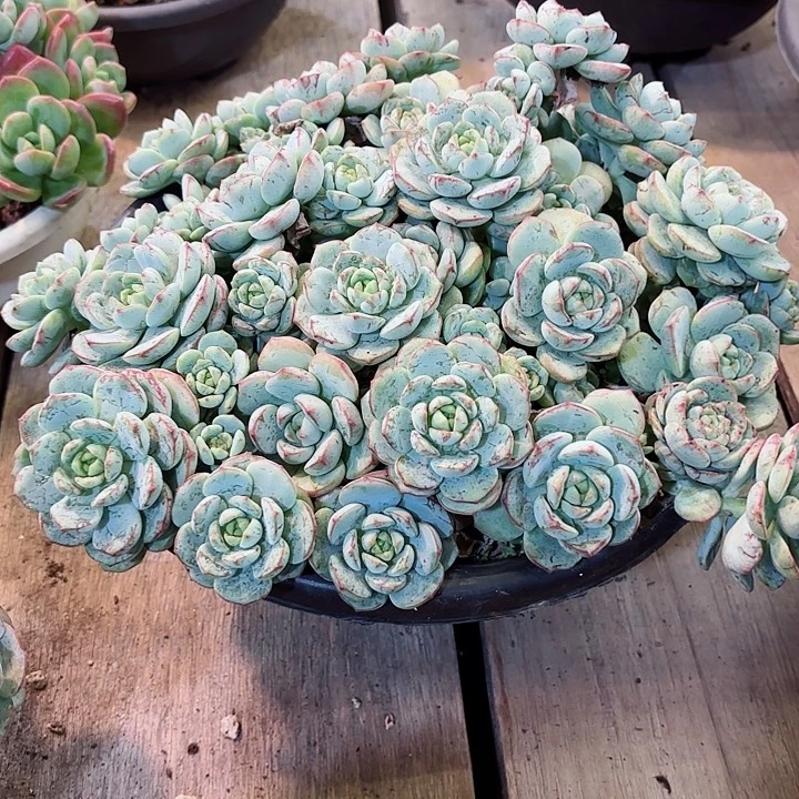 小***王香草一物一拍6666号