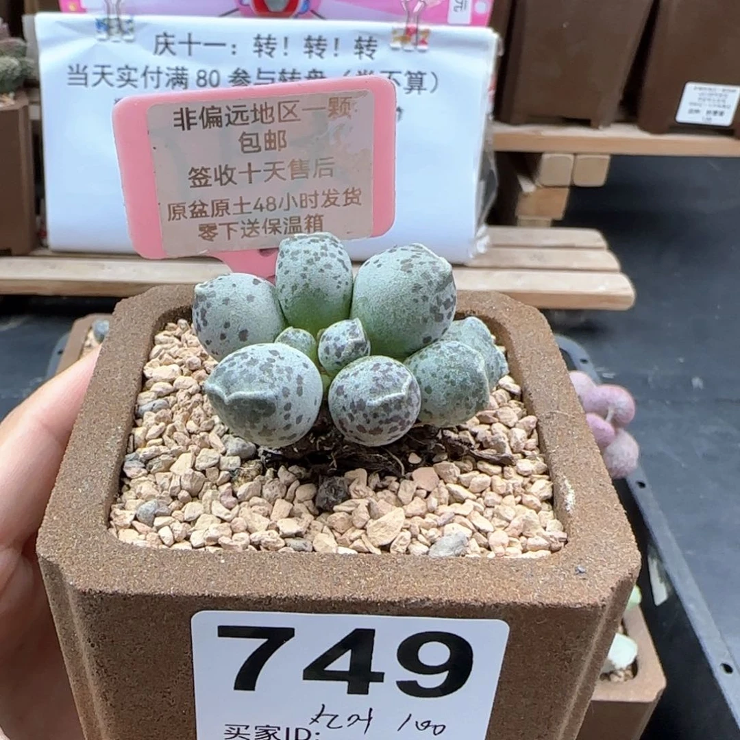 749丸叶海豹多肉